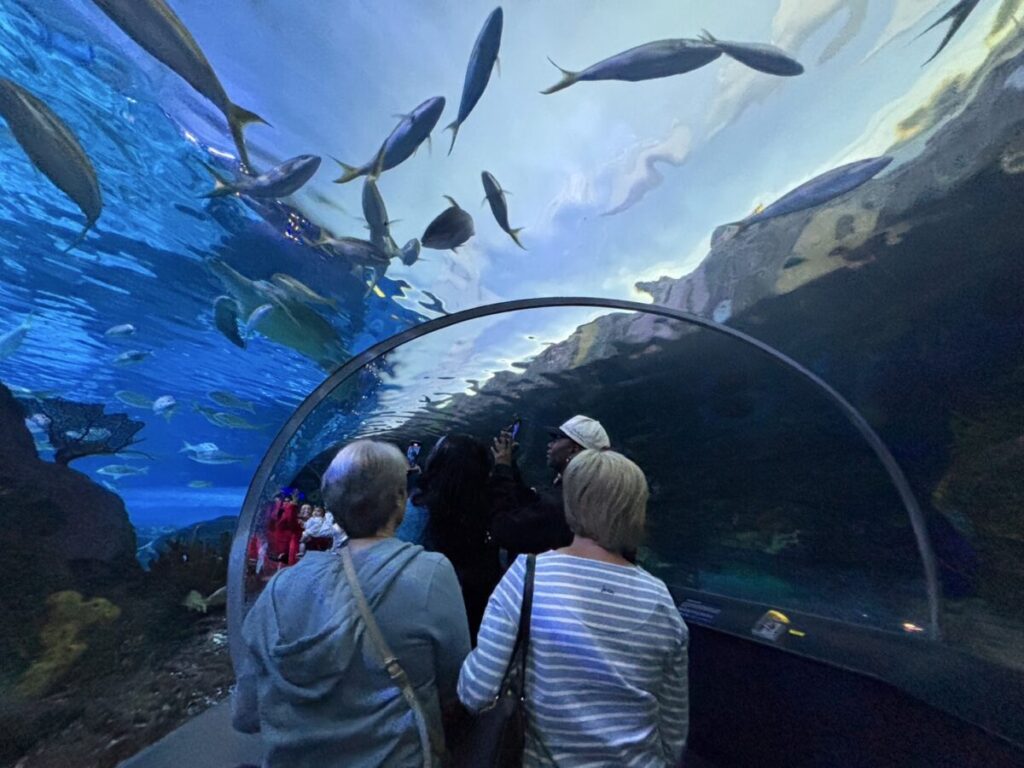 頭上に魚が泳ぐトンネル型の大水槽を歩く来館者たち