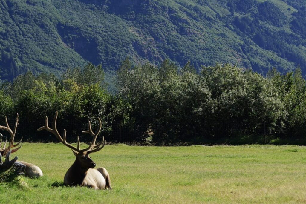 アラスカ野生動物保護センター・Alaska Wildlife Conservation Centerのエルク。
