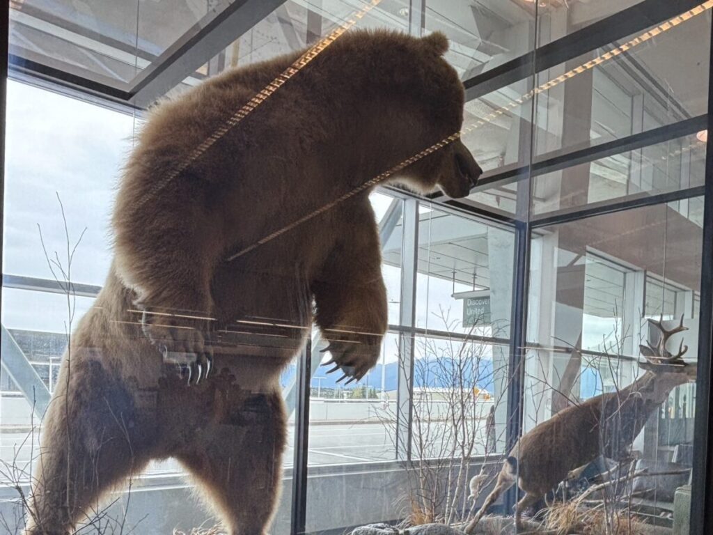アラスカの空港に展示されたヒグマとヘラジカの剥製