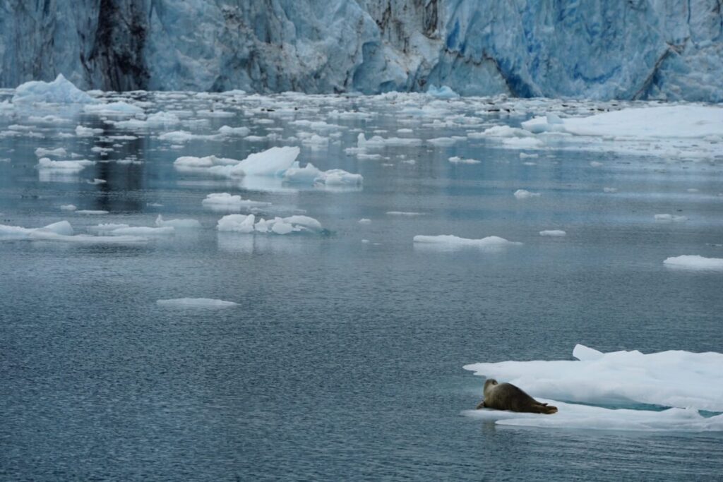 氷の海で流氷に乗るアザラシと背景に迫る氷河