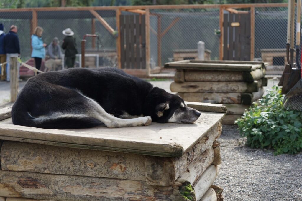 犬ぞり用の犬が小屋の上で眠っている。