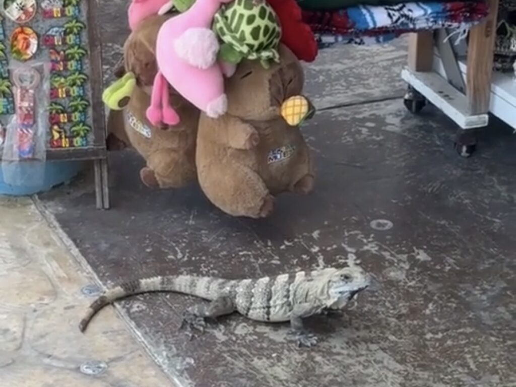 Wild iguana sunbathing near Cancun ruins｜カンクンの遺跡近くで日光浴する野生イグアナ
