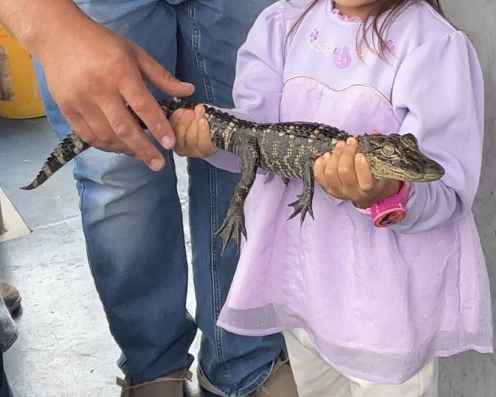 スワンプツアーで、小さなアリゲーター(ワニ)を子どもが手で抱えている様子。