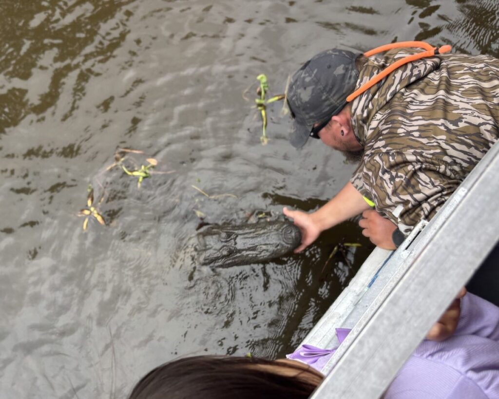 スワンプツアーで、ガイドがボートの側でアリゲーターに餌を与えている様子。