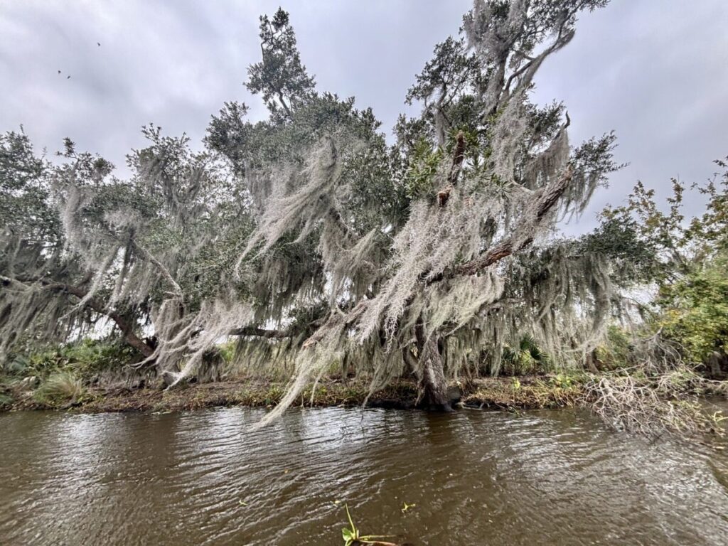 スワンプツアーで見られる、スパニッシュモスが垂れ下がる湿地帯の木々。